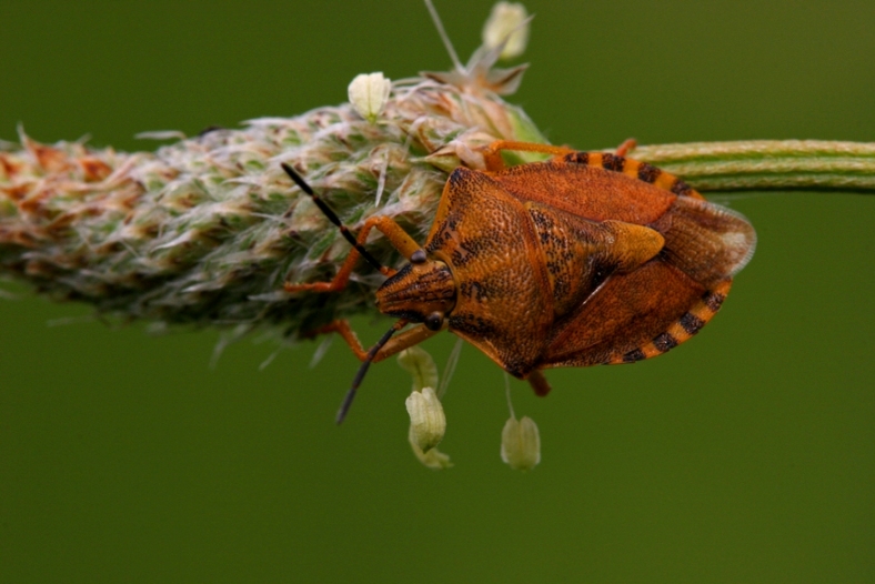 Carpocoris pudicus